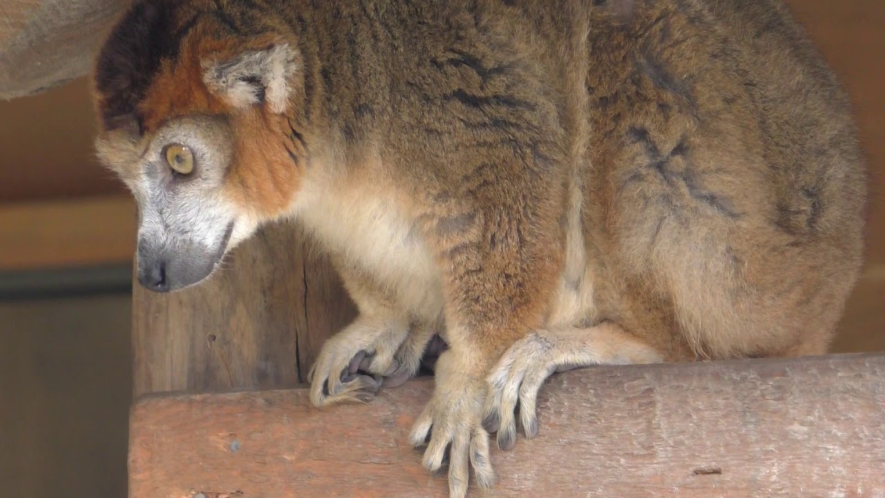 ZooParc Overloon, Madagaskar eiland