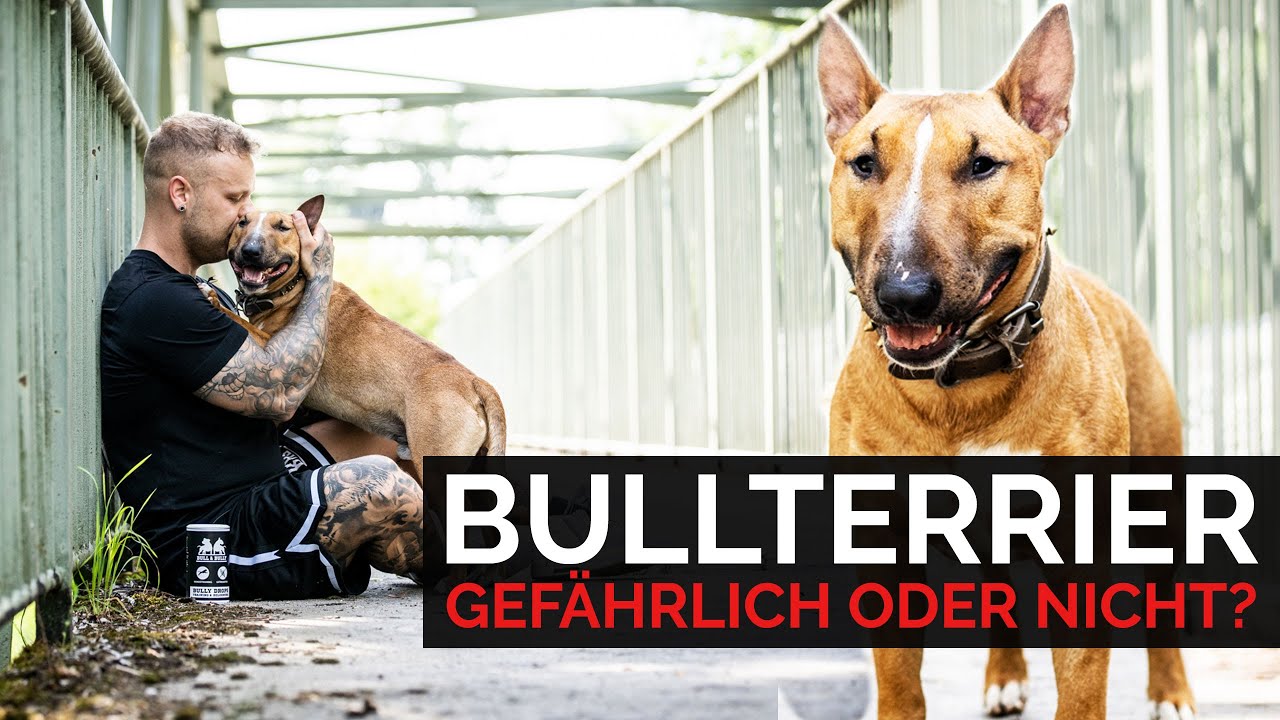 Miniature Bullterrier Rich | Gefährlicher Kampfhund oder nicht? Erfahrungsbericht und Rasseportrait