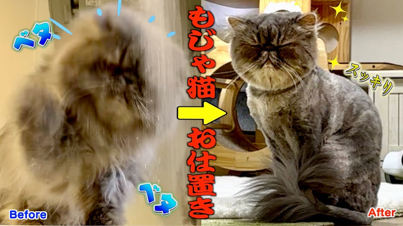 毎日ずぶ濡れになる長毛猫にトリミングで対応してみた結果…笑