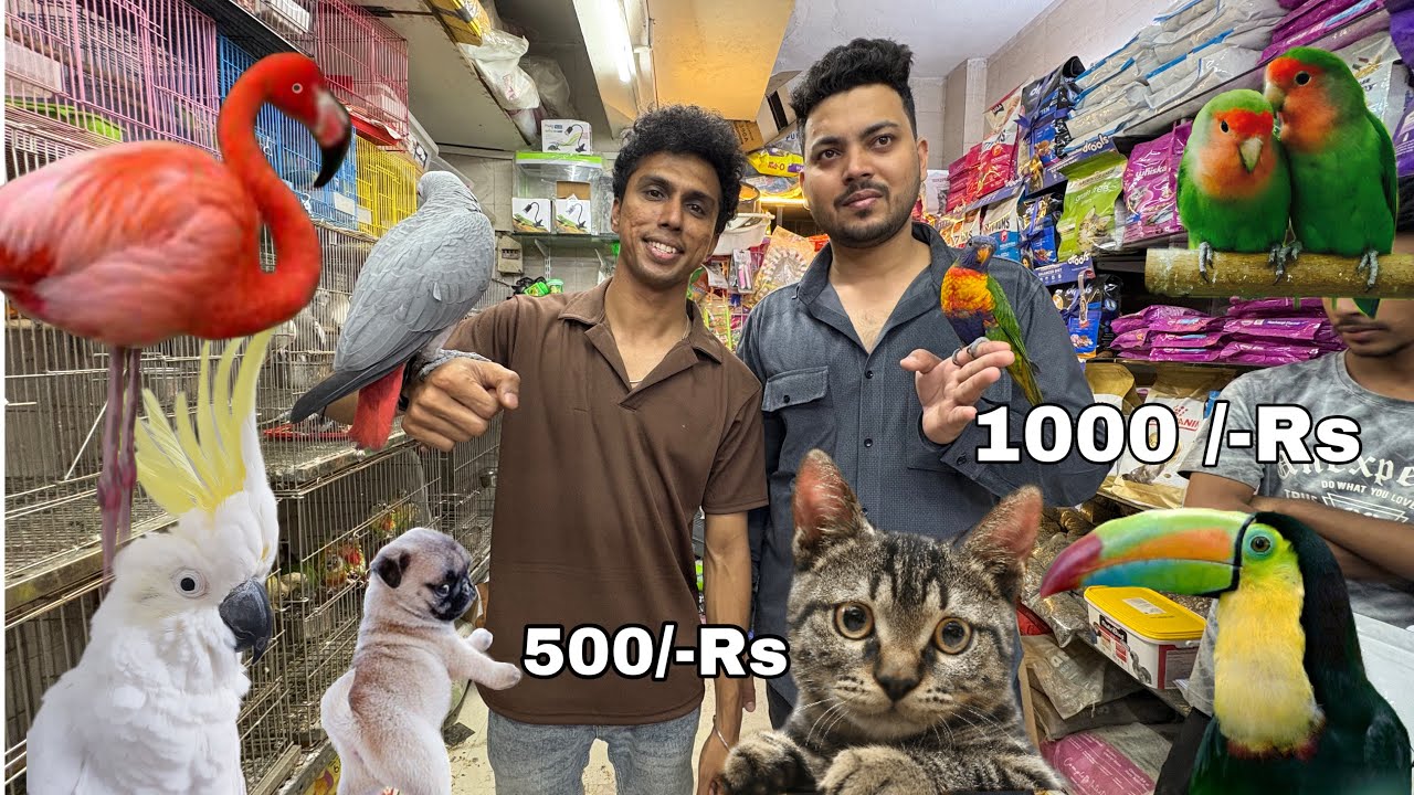 Start ₹150/-😱|| सबसे सस्ती शॉप || Animals | Birds || cheapest Pet market in Mumbai | Wajid pet shop