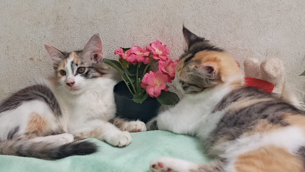 Time Machine Cats !!!! Longest Daily Cat's Story