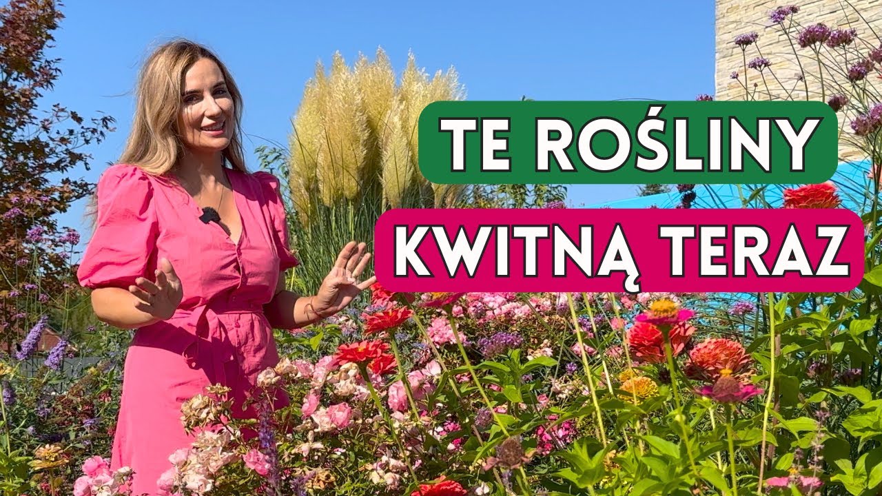 10 ROŚLIN DO OGRODU, KWITNĄCYCH TERAZ! KOLOROWY OGR&Oacute;D NA DŁUŻEJ