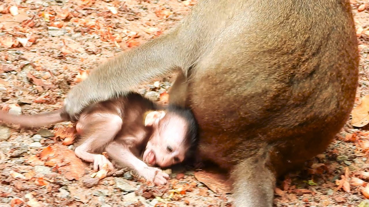 Pitiful Baby Monkey Aria, Mom Anna No Care.