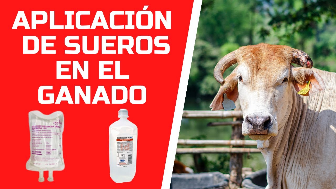 CÓMO APLICAR SUERO AL GANADO / SUERO INTRAPERITONEAL EN BOVINOS