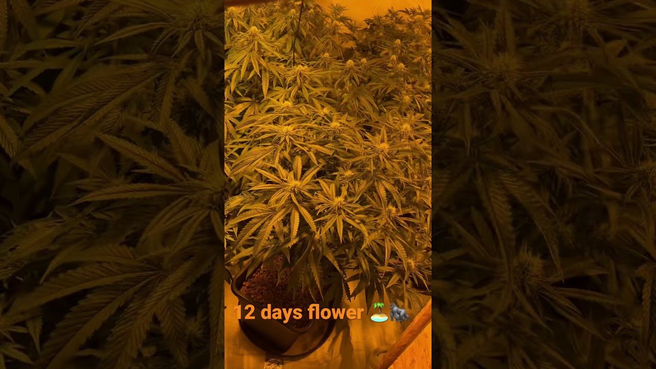 Indoor grow uk coco king420