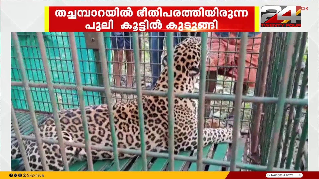 തച്ചമ്പാറയിൽ വനം വകുപ്പ് സ്ഥാപിച്ച കൂട്ടിൽ പുലി കുടുങ്ങി, വയനാട് കോട്ടക്കുന്നിൽ കടുവയിറങ്ങി