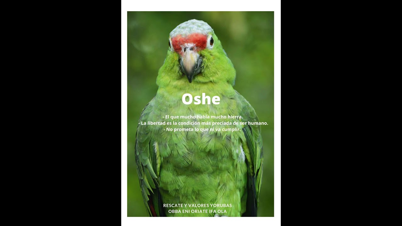 Aprendiendo del Oddun del Dilogun (5 oshe)