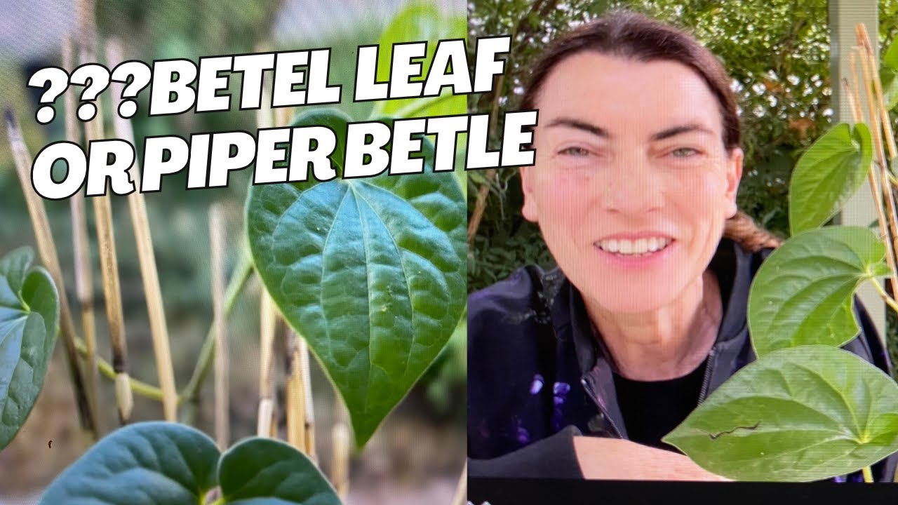 Съедобное комнатное растение &mdash; как вырастить дикую бетельную лиану и съесть ее