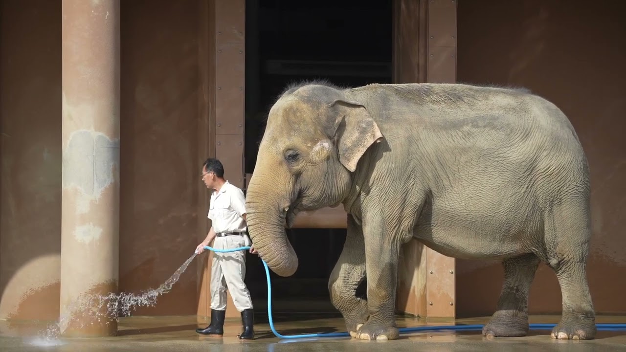 東山動植物園　アジアゾウ　ワルダーのお手伝い