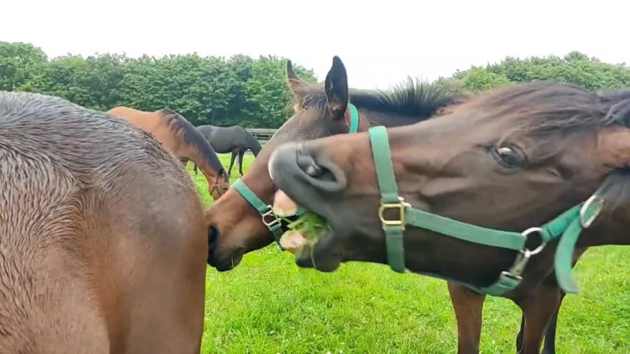 息子の女友達のお尻に噛みつく母馬(ジレーネの23)