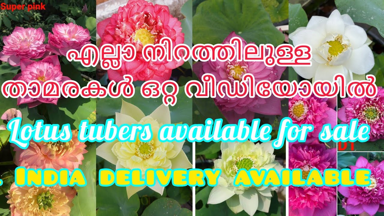 എപ്പോഴും പൂക്കൾ തരുന്ന കുറച്ച് താമരകൾ sale ഉണ്ട്#lotus tubers available for sale#@naazusworld 4949