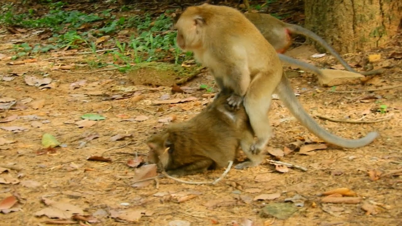 MG!Slow Slow Super Stronger Boss Monkey Mating \ Monkey fuck