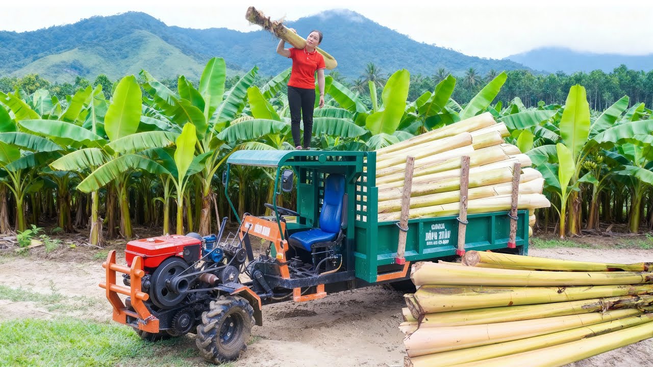 Harvest Banana Trees, Use Truck To Transport Many Banana Trees Sell for Hien, As Food for Pigs