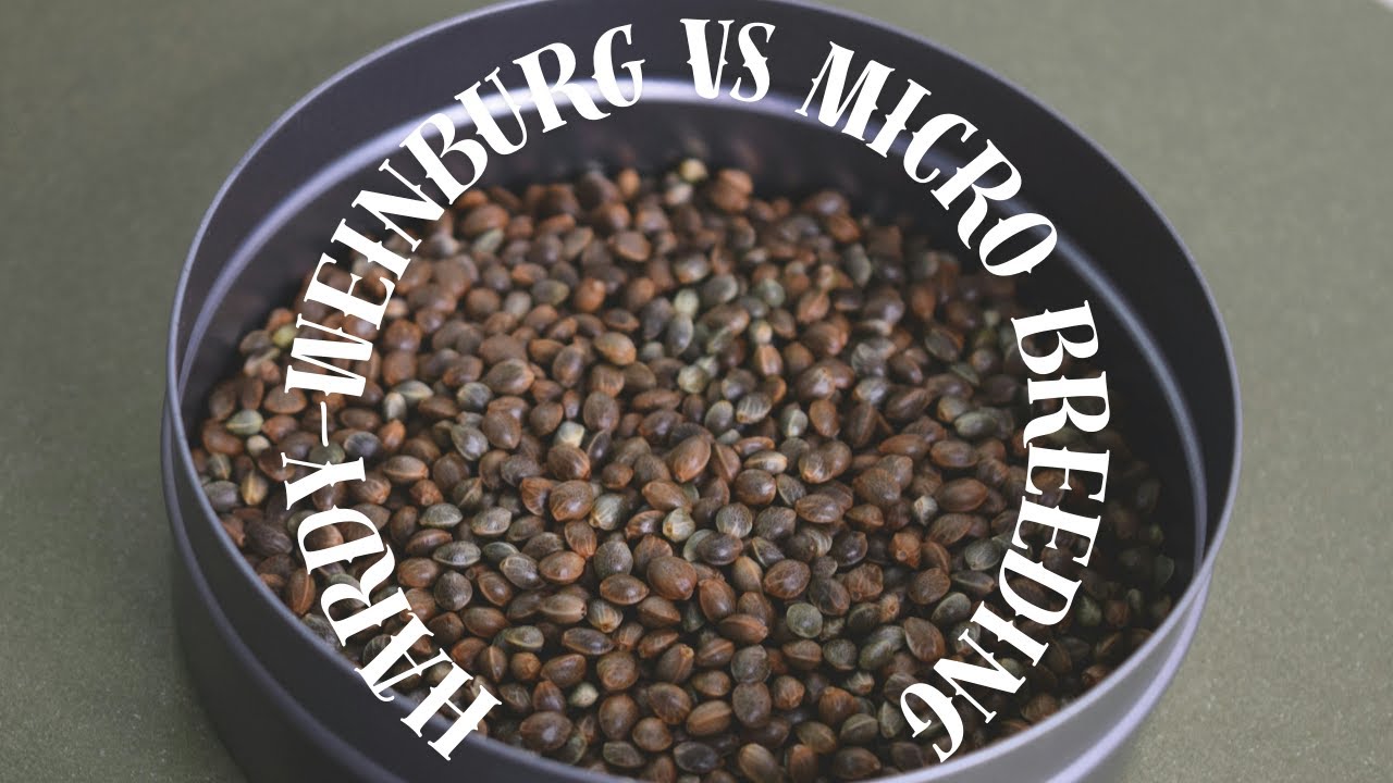 Hardy Weinberg Vs Micro breeding
