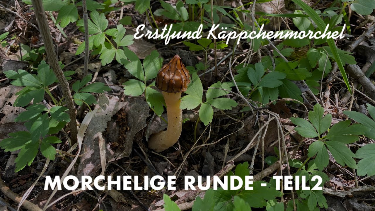 Morcheln 2023 - Teil 2 mit einem Erstfund