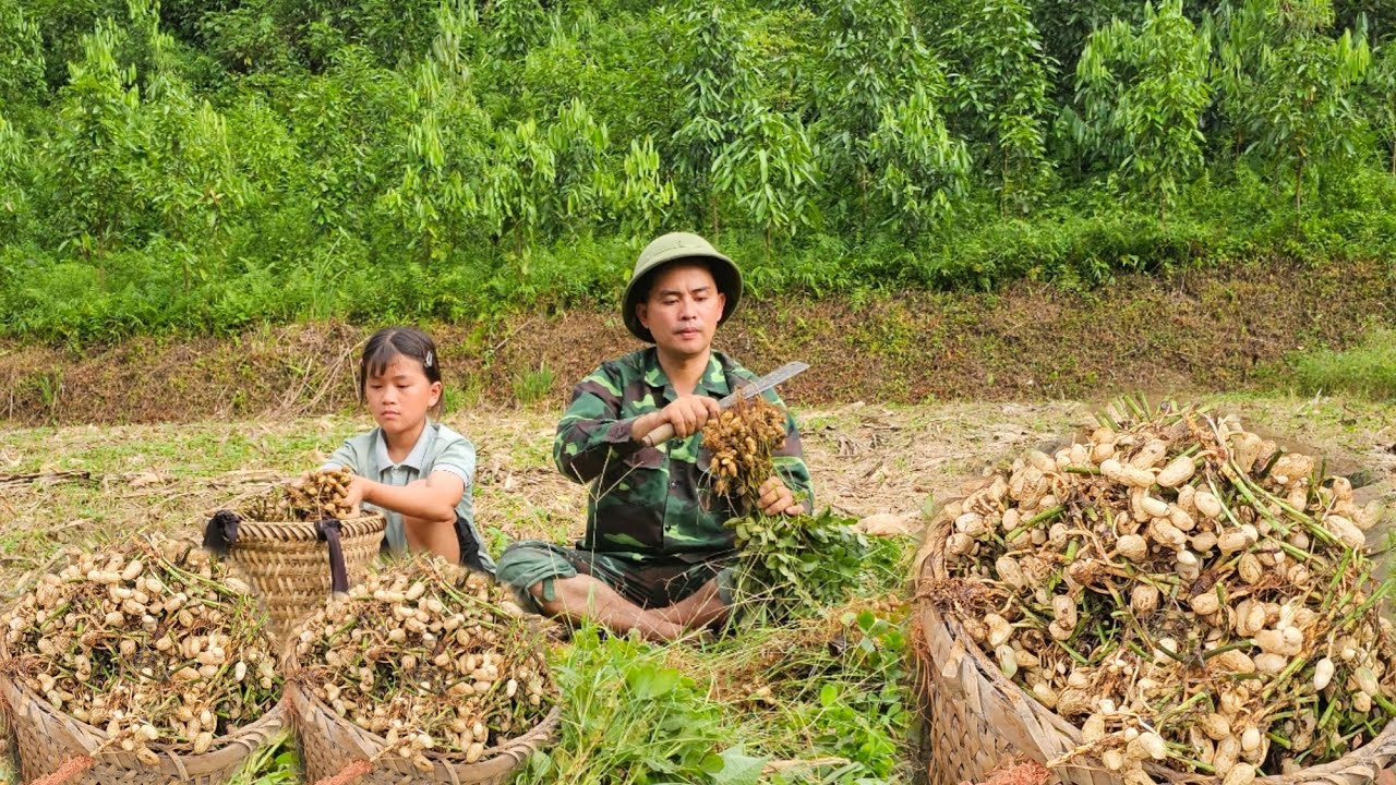 After returning home, dad helped Phuong Vy harvest peanuts to prepare the land for the upcoming crop