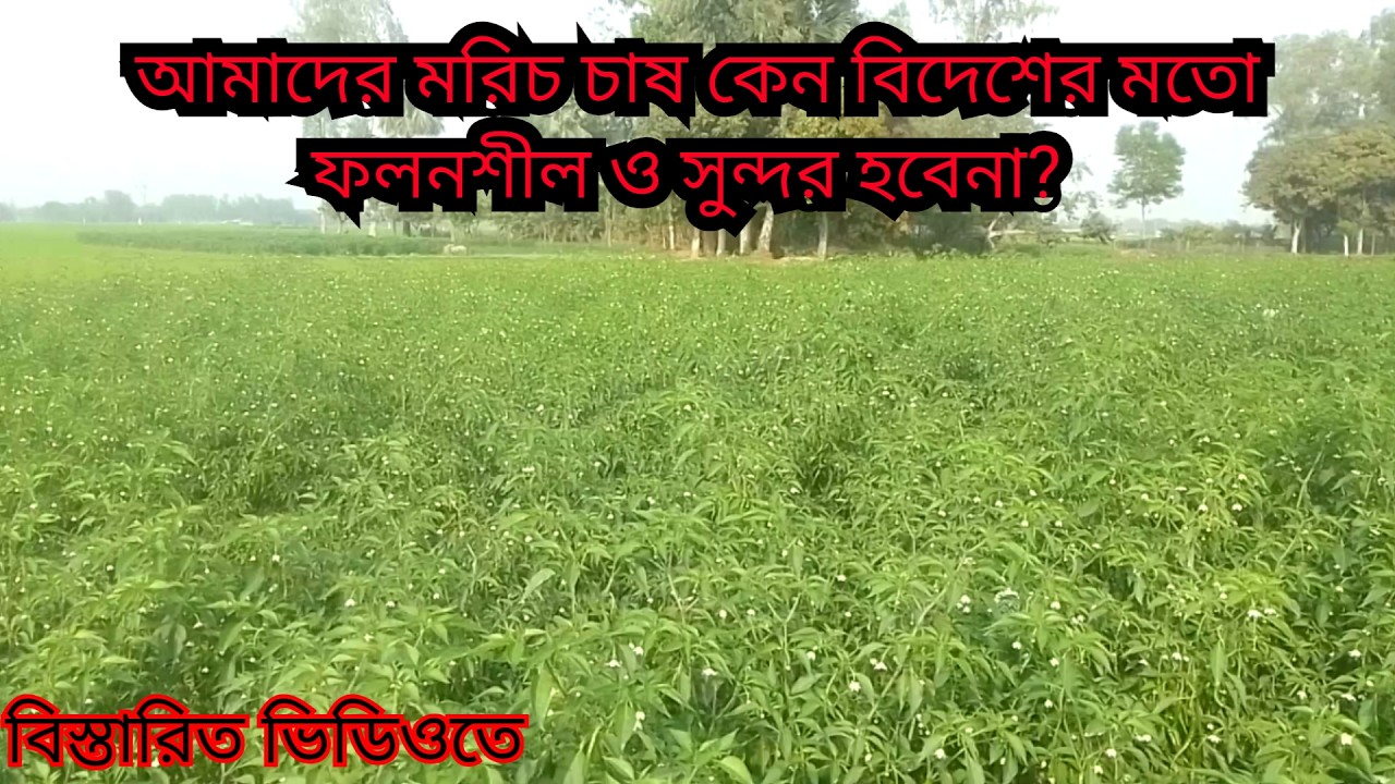 আমাদের মরিচ চাষ কেন বিদেশিদের মতো ফলনশীল ও সুন্দর হবেনা।। মরিচ চাষ।। #pepper