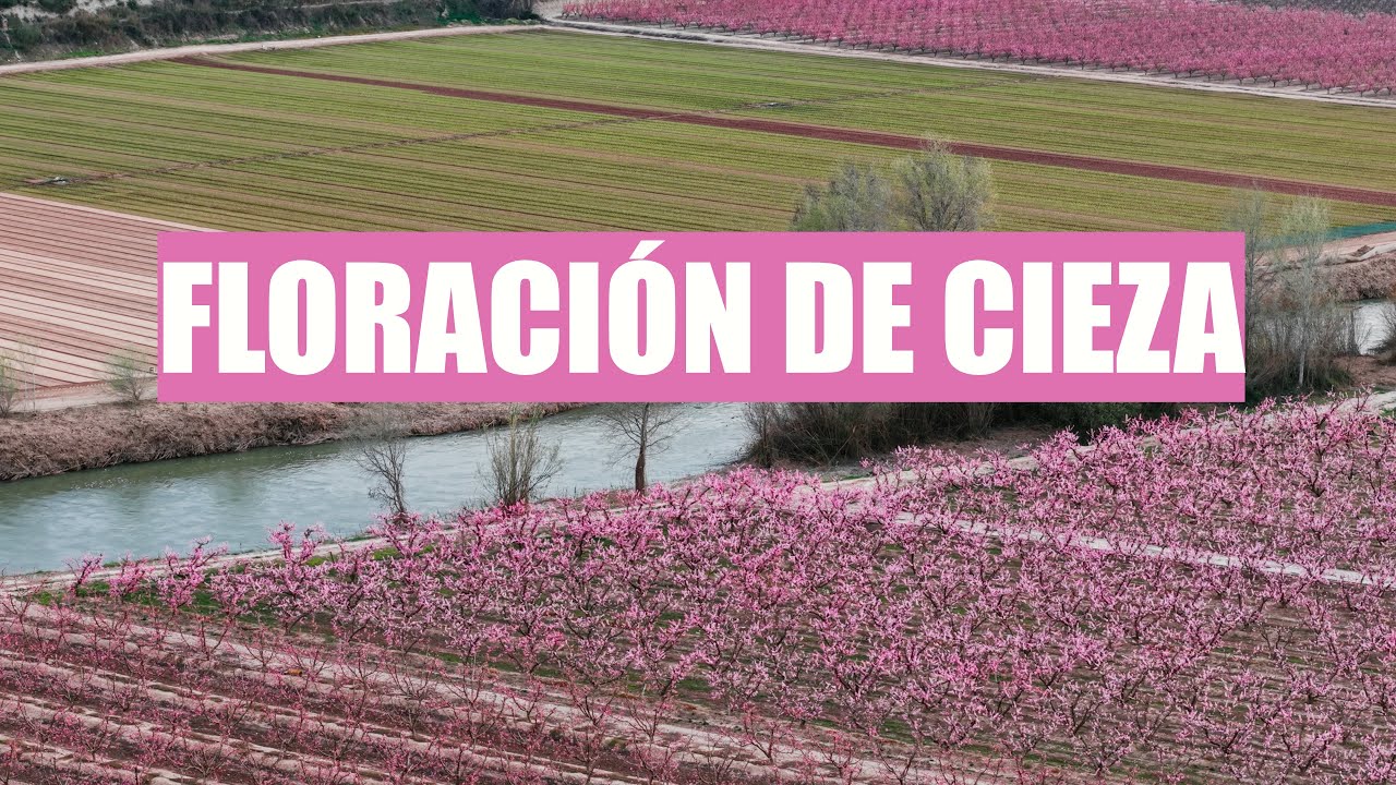 FLORACIÓN de CIEZA