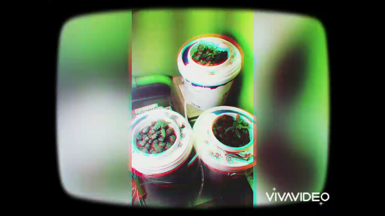 White Widow
