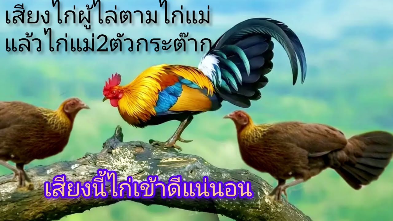 เสียงไก่แม่2ตัวกระต๊าก,เสียงไก่ผู้ไล่ตามไก่แม่ suab poj qaib tsauj 