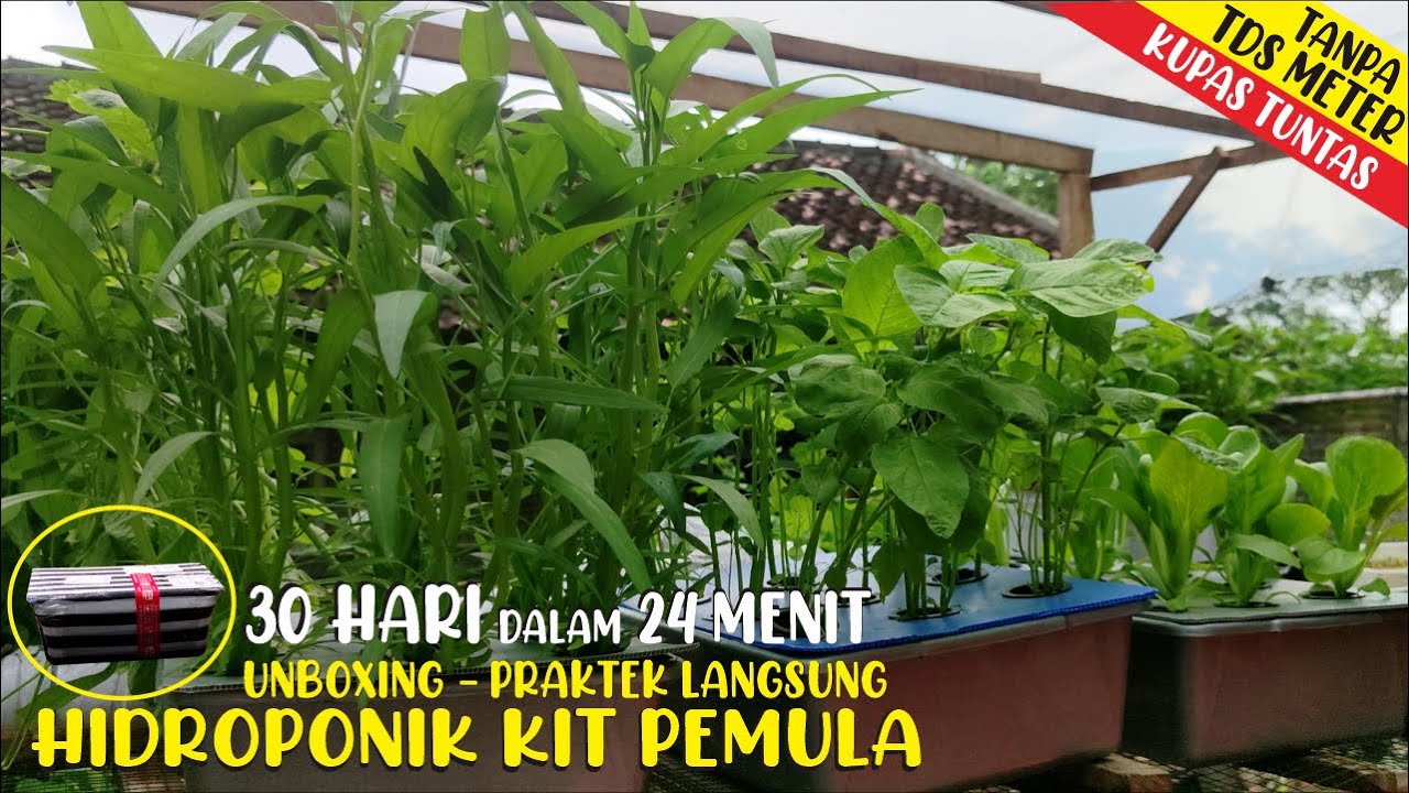 24 Menit Sukses Hidroponik |Unboxing & Praktek Menanam Hidroponik Starter Kit PEMULA Tanpa TDS Meter
