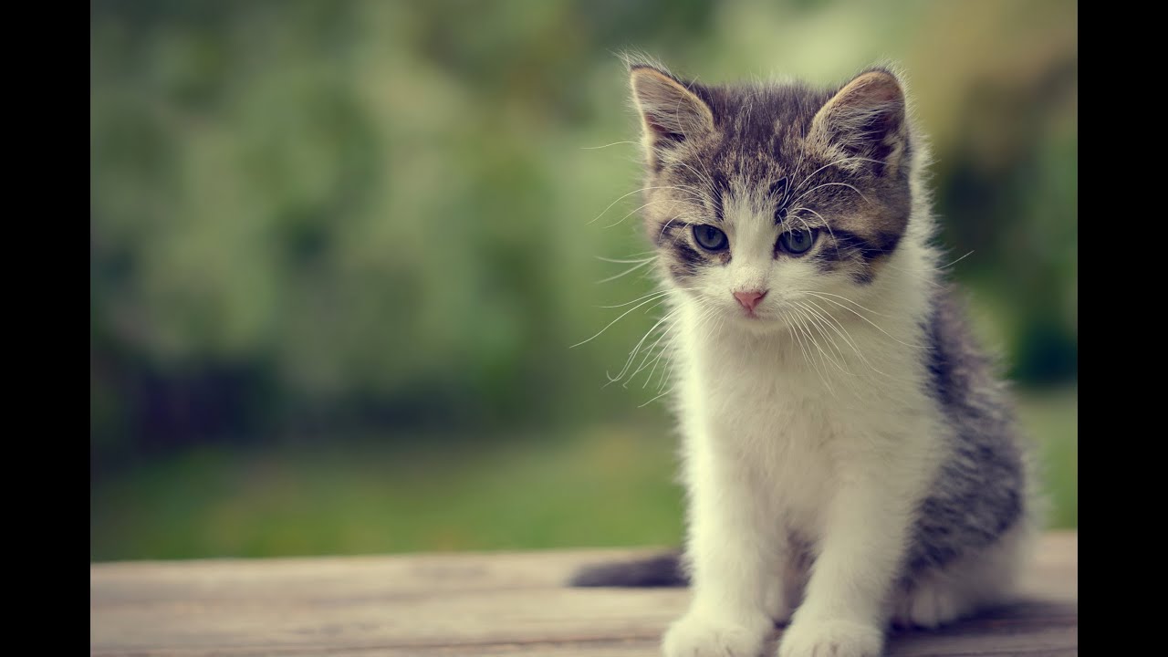 [CATASTROPHIC] Tower of Rove Culmination (ToRC) - atos