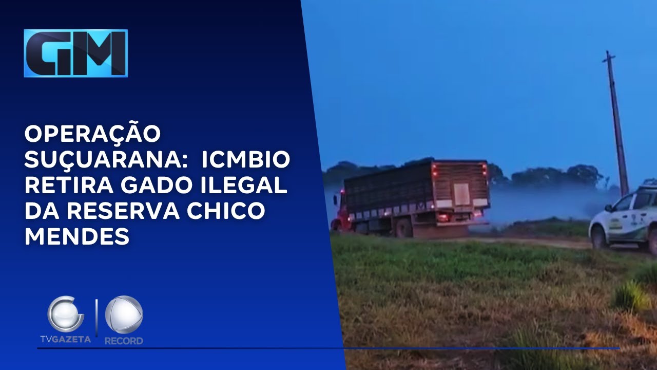 Opera&ccedil;&atilde;o Su&ccedil;uarana: ICMBio retira gado ilegal de reserva Chico Mendes
