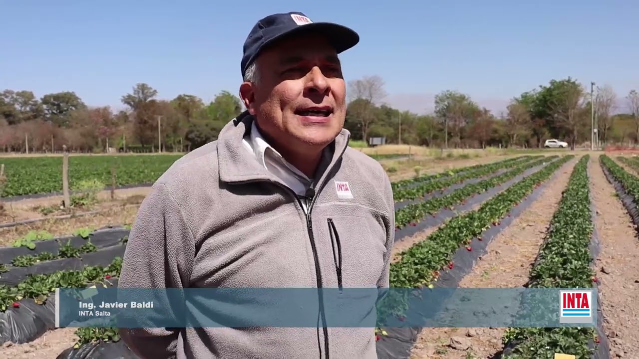 Mulch plástico en el cultivo de frutillas