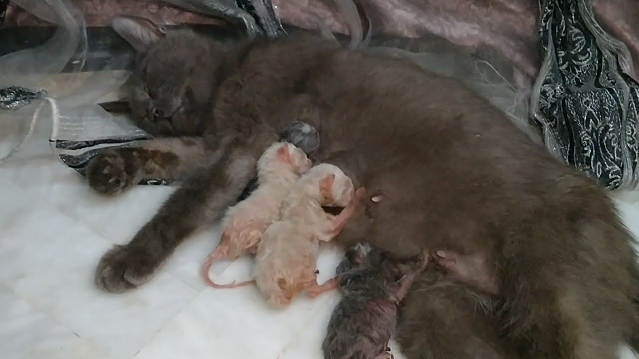 Mother Cat Neglects Kittens! Kittens Covered in Dirt and Starving