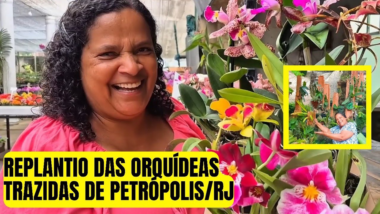 COMO FAZER REPLANTIO DE ORQUÍDEAS TRAZIDAS DE PETRÓPOLIS NA TELHA | BARBA DE VELHO | Quintal da Zizi