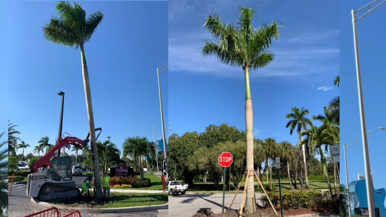 ROYAL PALM O PALMA REAL
