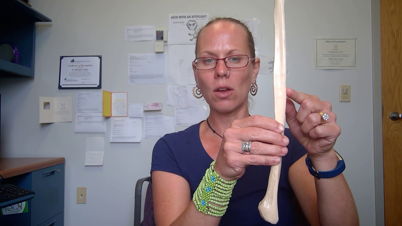 Human Anatomy 1 Lab:  Left Fibula