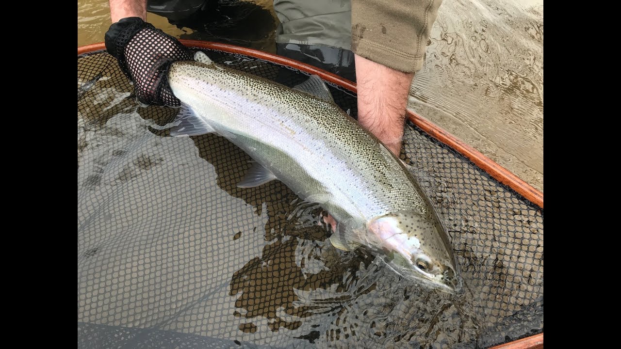 Steelhead Fishing the Pere Maquette River