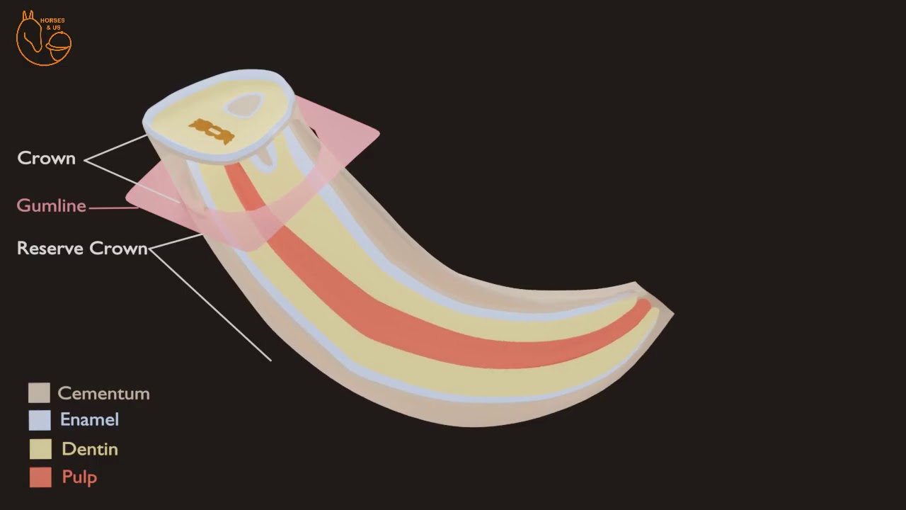 How do Horse Teeth Wear Down? The Aging Process Explained!