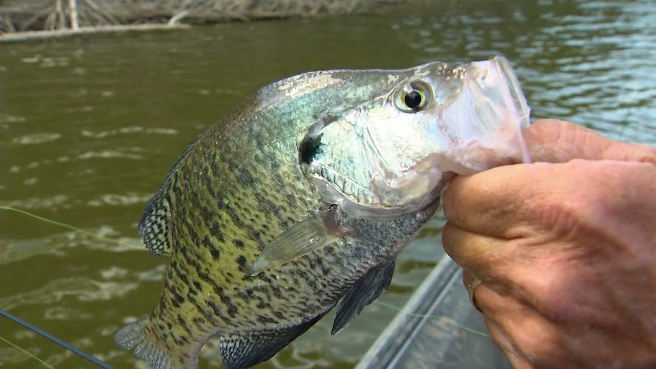 Slaying Crappie at Taylorsville Lake