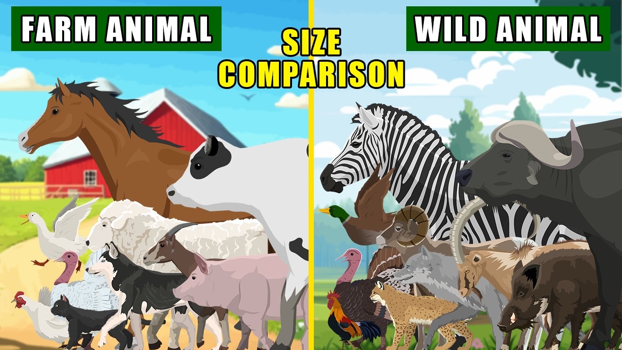 Farm Animals and Wild Animals Size Comparison: From 30 cm Pekin Duck to 2 m Gaur