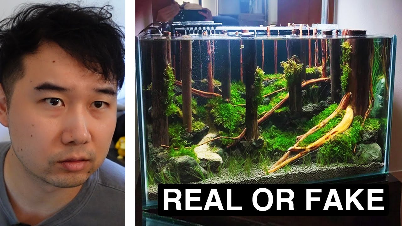 this Fish Tank looks so good they thought it was A.I. | Fish Tank Review 340