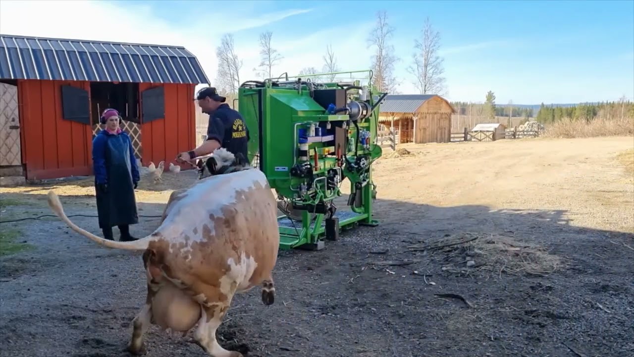 Klövverkning om våren