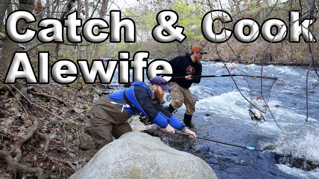 Catch And Cook Alewife Fish, Episode ZERO, State of Maine Wilderness Living Challenge