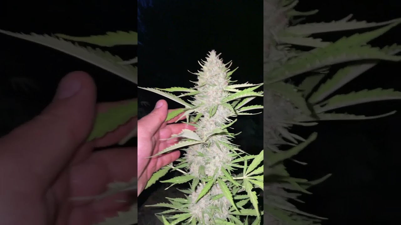 Six Shooter | Fast Buds | Best Sativa grown by ciccio1191