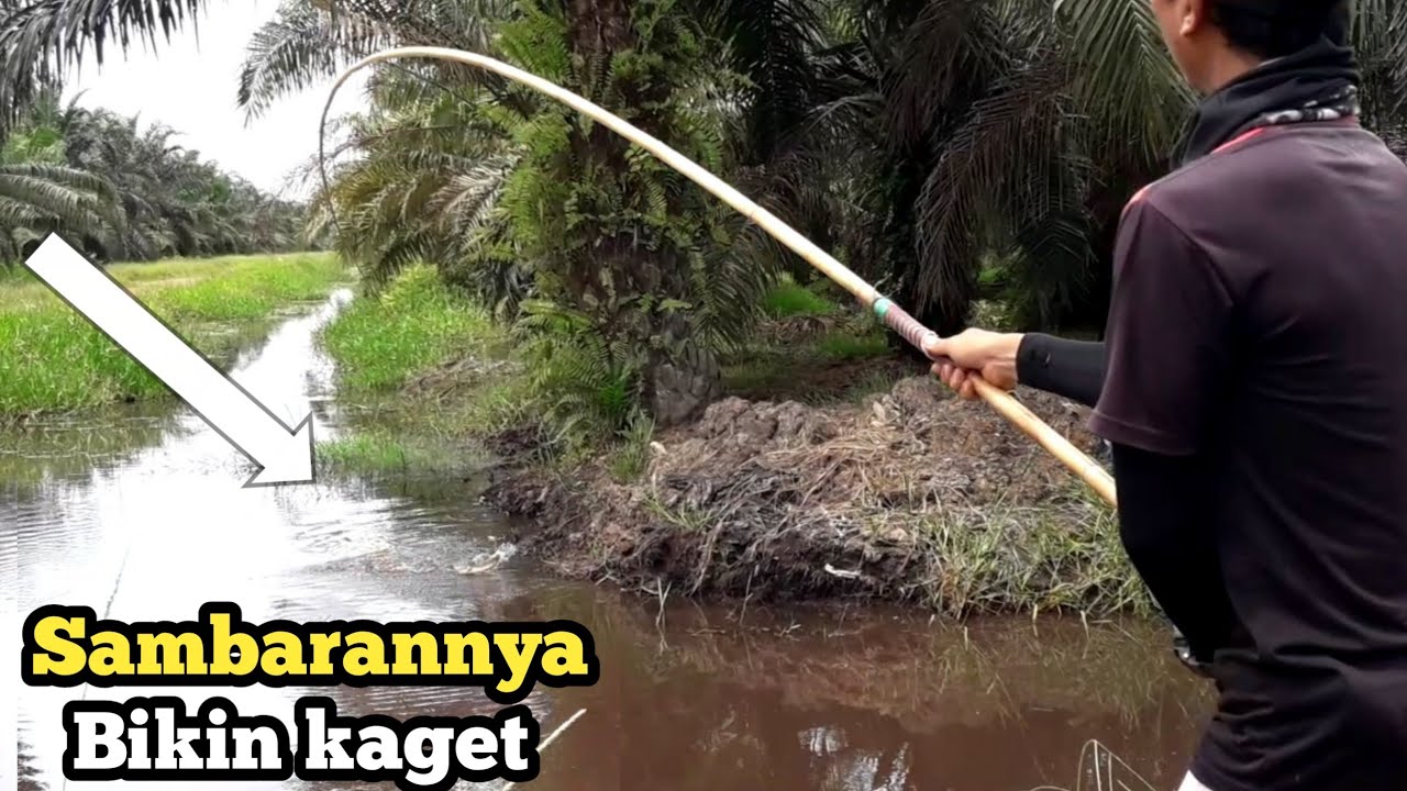 Rekor mancing gabus babon terbanyak