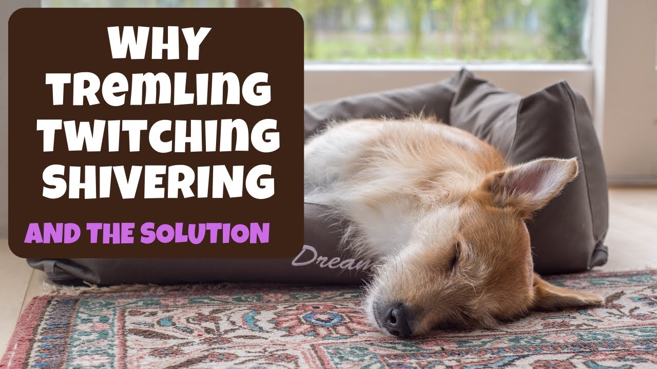 Why do dog trembling, twitching, shivering while sleeping