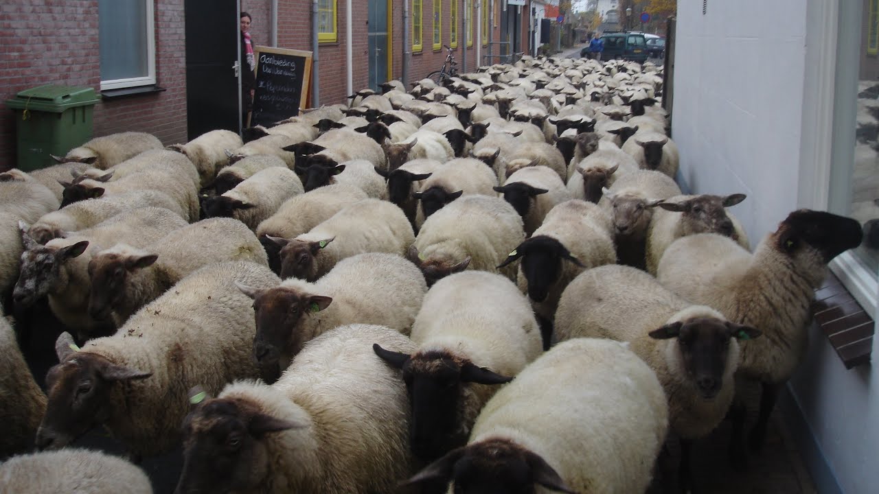2012 Schapen vertrekken uit Willemstad