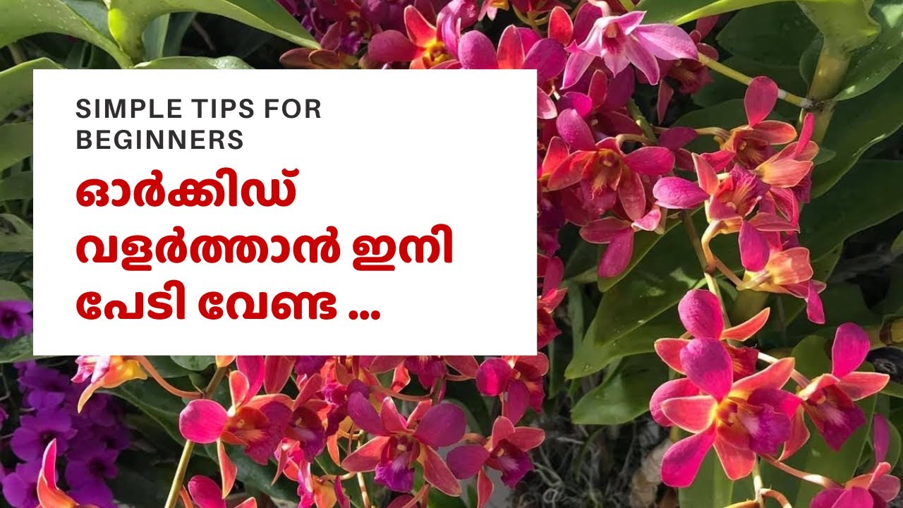 എല്ലാവർക്കും ഓർക്കിഡ് വളർത്താം/Simple tips for orchid beginners#orchidslover #orchidcare #orchidtips