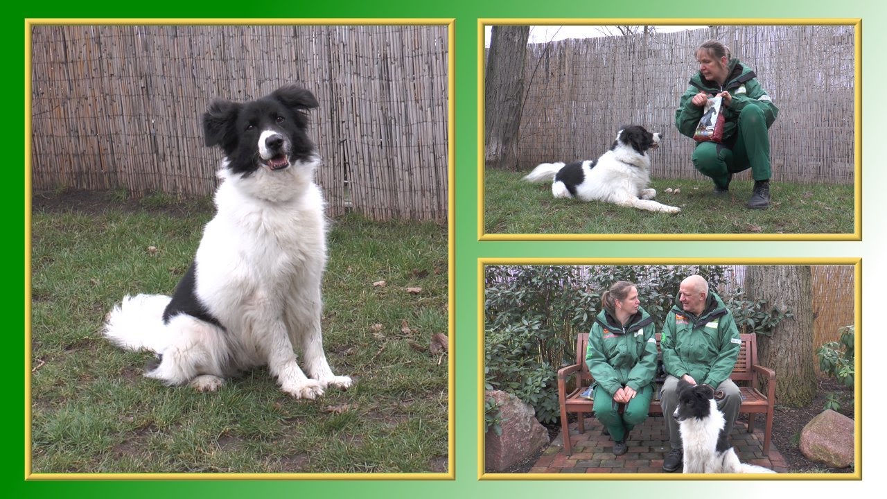 Hundevermittlung - Februar/März 2016 (Tierheim Hannover TV)