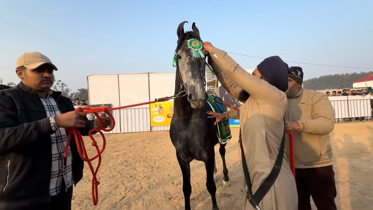 Two Teeth Marwadi Colt Ring DFA Kurukshetra⛳️🙏