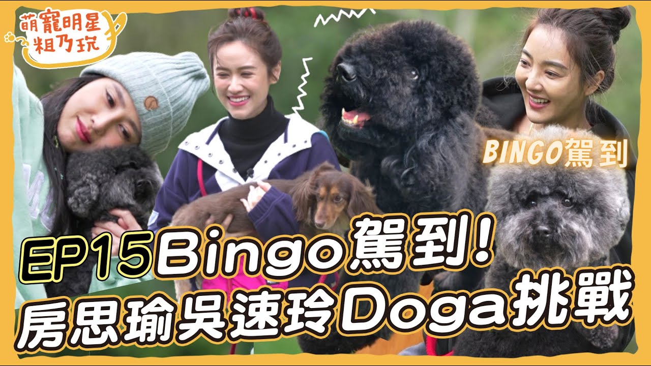 [SUB] EP15 Bingo粗乃玩啦！ 房思瑜 吳速玲 Sandy 狗狗瑜珈好崩潰！ 巨型貴賓 長毛臘腸 也能玩？【 萌寵明星粗乃玩 】@haveapetday​