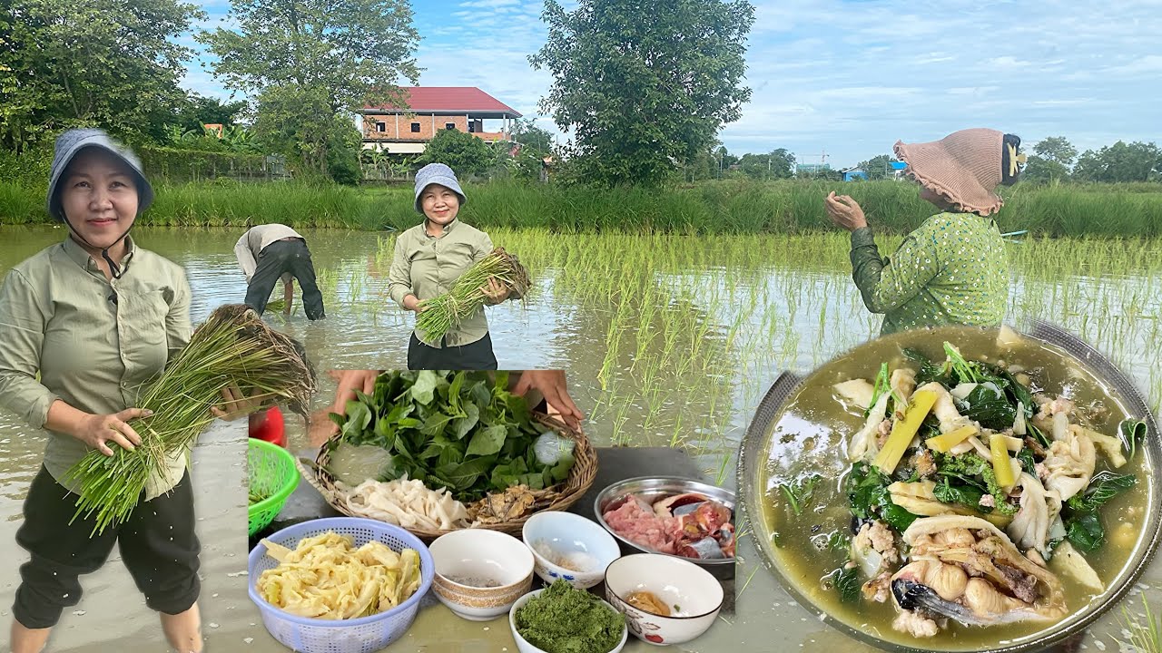 Farmer’s rice cultivation , Today I had delicious bamboo shoots soup.