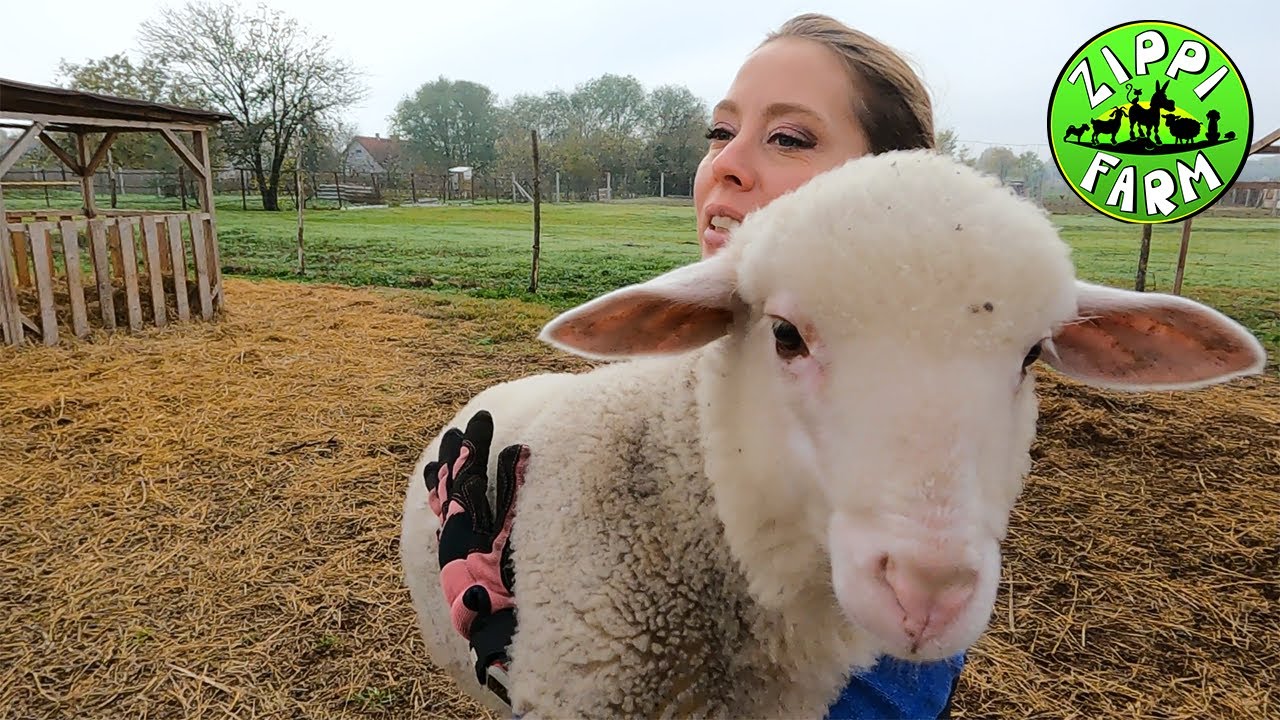 FarmNapló 12. rész (Körmölés és a beteg pulyka)