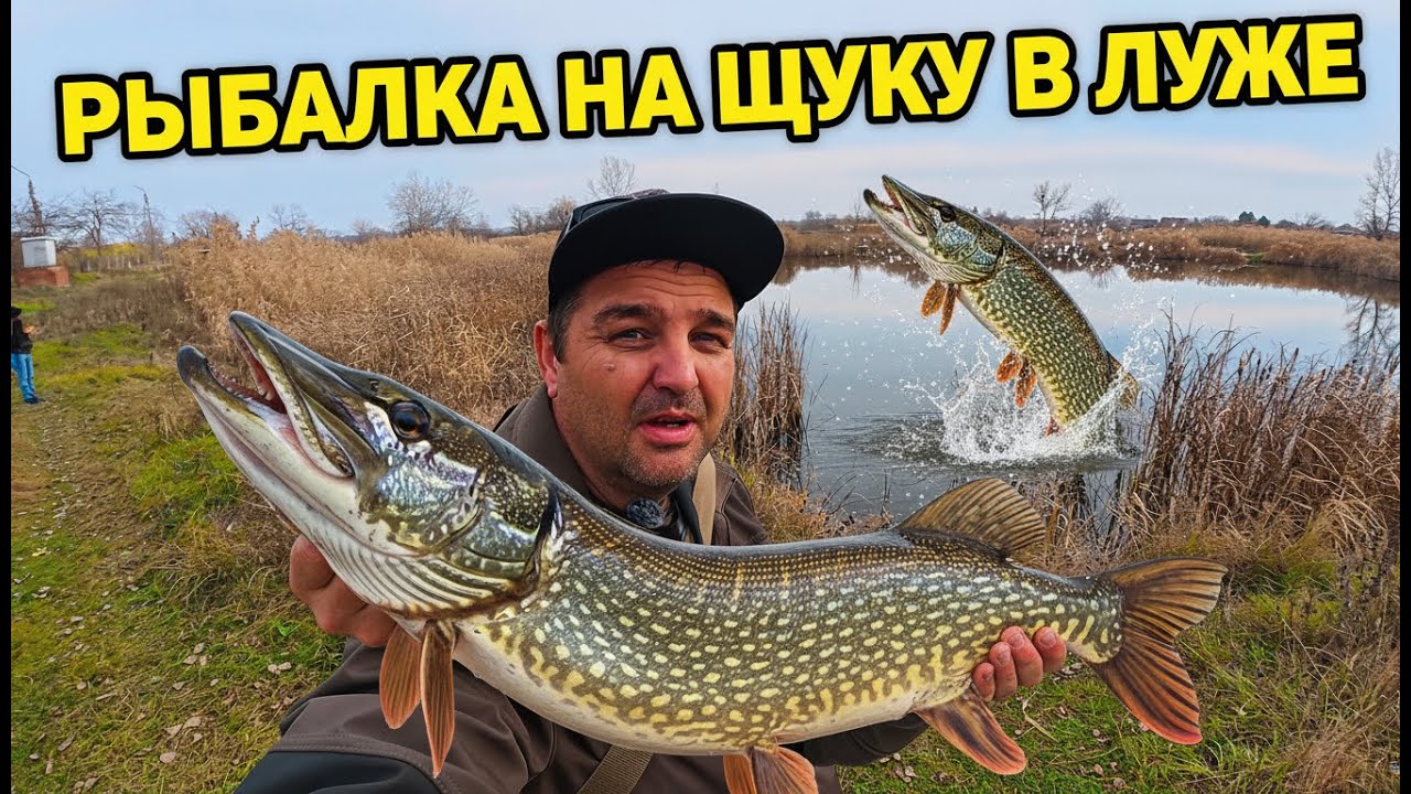 Рыбалка на Спиннинг в луже ? перед зимой...? #рыбалка #спиннинг #fishing